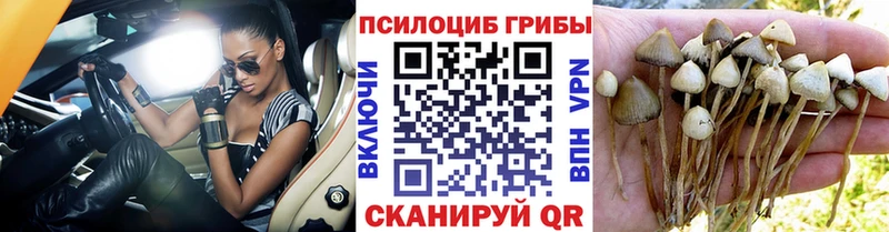 Псилоцибиновые грибы GOLDEN TEACHER купить цена Кемерово